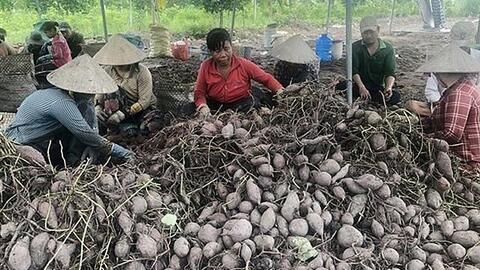Đồng Tháp hỗ trợ tiêu thụ hơn 6.000 tấn khoai lang tím tồn đọng