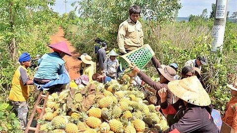 Gia Lai: Nông dân trồng dứa "hụt hơi" vì không có nơi tiêu thụ