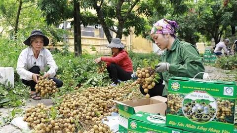 Mở rộng cơ hội xuất khẩu cho trái nhãn Việt Nam