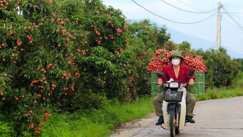 Bắc Giang gặt hái một vụ vải bội thu