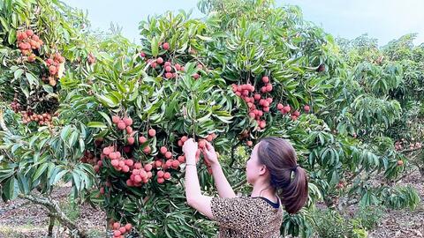 Thông đường cho trái cây và sản phẩm chế biến sang thị trường Hàn Quốc