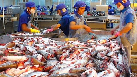 Xuất khẩu cá tra: Chưa kịp mừng đã vội lo