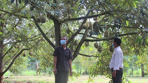 Vựa sầu riêng Khánh Sơn ngay ngáy lo tiêu thụ