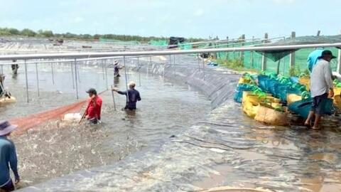Bạc Liêu: Thương lái thu mua, con tôm không sợ bí đường vào nhà máy