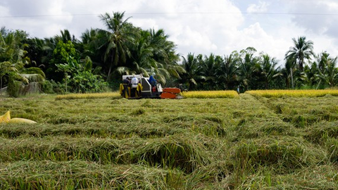 Khơi thông đầu ra cho hạt lúa