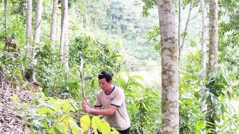 Nông dân người Dao thu tiền tỷ từ mô hình kinh tế VAC-R