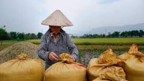 Mở “luồng xanh” cho vận tải đường thủy để tiêu thụ lúa gạo