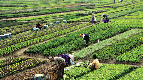 Quy hoạch vùng trồng, những bài học kinh nghiệm