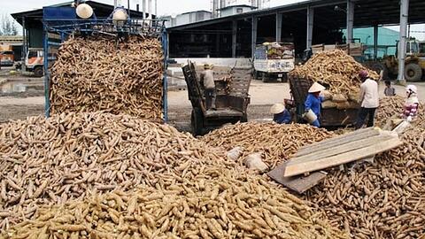 Giá sắn nguyên liệu tại các vùng trồng không có nhiều biến động