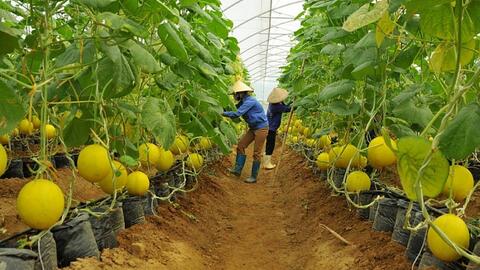 Ra mắt diễn đàn “Thông tin kết nối sản xuất và tiêu thụ nông sản”