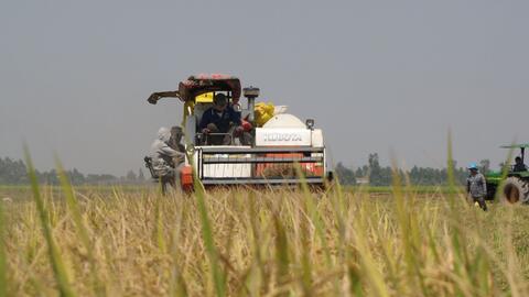 Thu hoạch, vận chuyển lúa Hè Thu không 'ách tắc' nhưng giá bán thấp