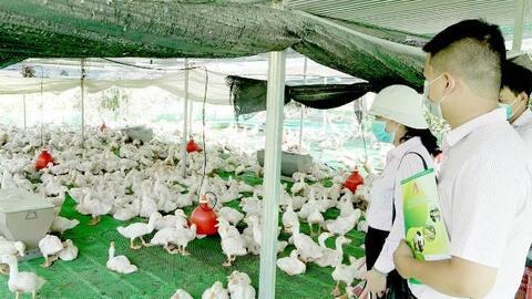 Hiệu quả từ mô hình nuôi vịt bơ Grimaud trên sàn lưới