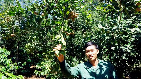 Chỉ là loại cây xen canh mà mỗi năm nông dân vùng cao thu hàng trăm triệu đồng từ loại cây này