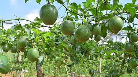 Gia Lai được mùa chanh dây, nông dân lãi hàng trăm triệu