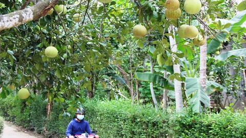 Người trồng thanh trà “chật vật” lo đầu ra