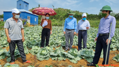 Hợp tác xã Thanh Sơn liên kết sản xuất rau an toàn