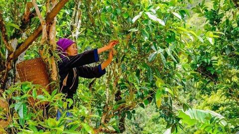 Nông thôn Tây Bắc: Hội thảo thúc đẩy phát triển sản xuất - tiêu thụ gạo chất lượng cao ở Điện Biên