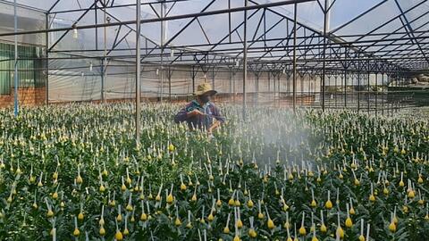 Rau hoa tăng giá, dịch bệnh được kiểm soát, nông dân Đà Lạt khôi phục sản xuất