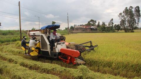 Long An: Sơ kết sản xuất nông nghiệp năm 2021, triển khai kế hoạch vụ Đông Xuân năm 2021 - 2022
