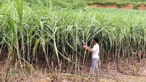 Liên kết sản xuất mía đường: Minh bạch là trên hết
