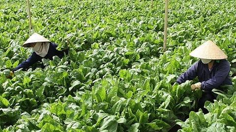 Hoa và rau Đà Lạt tăng giá gấp đôi khi dịch bệnh được kiểm soát