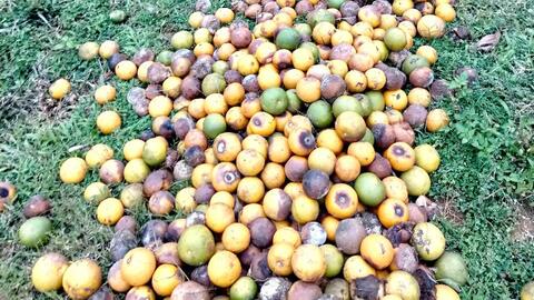 Đi tìm nguyên nhân cam Nghệ An rụng quả hàng loạt