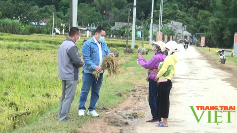 Nông thôn Tây Bắc: Huy Hạ không đốt rơm rạ sau khi thu hoạch lúa