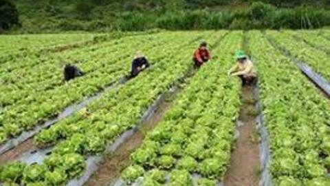 Làm nông nghiệp có được hỗ trợ theo diện lao động tự do?