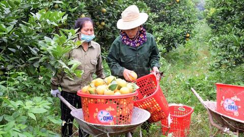 Nghệ An 'cứu' vườn cam thoái hóa sớm