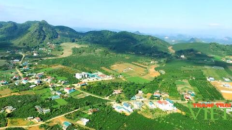 Nông thôn Tây Bắc: Sơn La phấn khởi vì cà phê được mùa, được giá