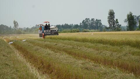 Giá lúa gạo hôm nay 25/11: Giá lúa IR 50404 tăng 100 đồng/kg, giá gạo giảm mạnh