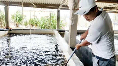 Thiếu chủ động nguồn giống thủy sản