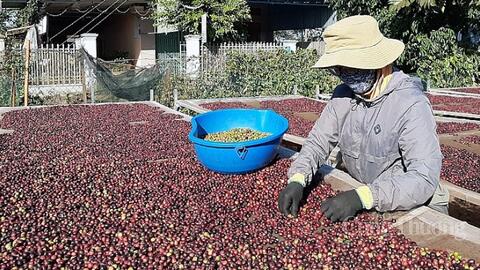 Giá cà phê tăng cao, người trồng vẫn không vui