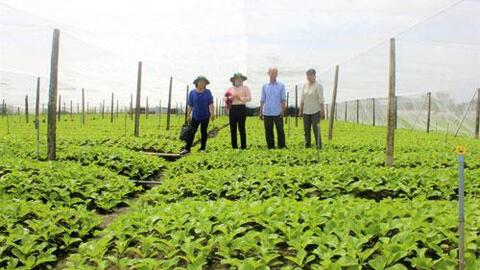 Hiệu quả hướng dẫn kỹ thuật canh tác trên các loại cây trồng