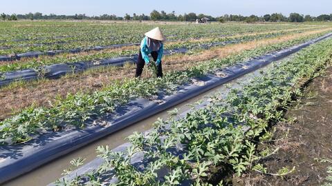 Trồng dưa hấu phục vụ thị trường tết