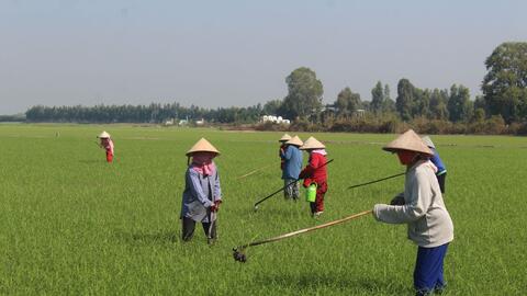 Đẩy nhanh tiến độ gieo sạ vụ Đông Xuân 2021 - 2022