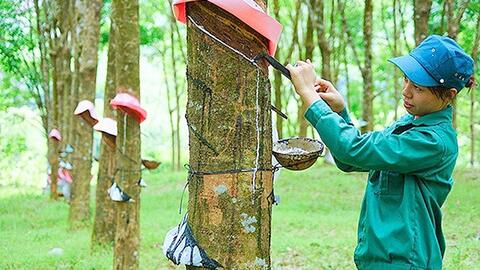 Xuất khẩu cao su bền vững: Cần đẩy mạnh liên kết chuỗi