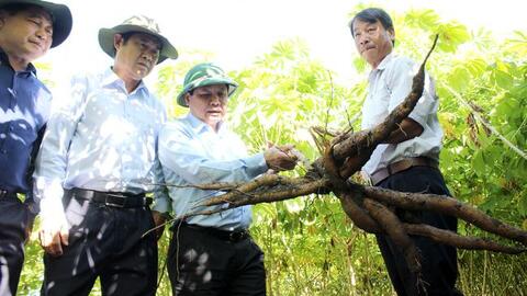 Đồng Nai nhân giống sắn kháng bệnh trong nhà kính