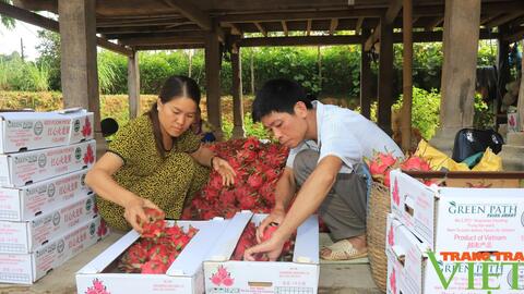 Thuận Châu đẩy mạnh ứng dụng công nghệ cao, nông nghiệp hữu cơ trong SXNN