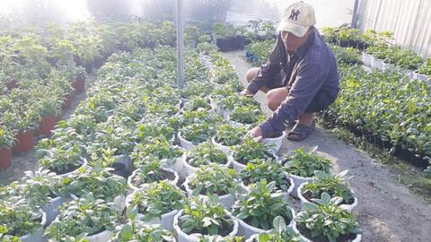 Hộ trồng hoa quy mô ở Vinh Thanh