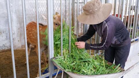 Triển vọng từ mô hình nuôi hươu sao lấy nhung