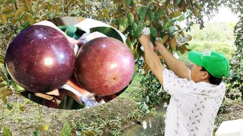"Vua tiêu” tiết lộ bí quyết để bán nông sản vào Mỹ