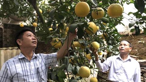 HTX nông nghiệp Yên Bài:    Nâng cao chất lượng, giá trị sản phẩm nông nghiệp