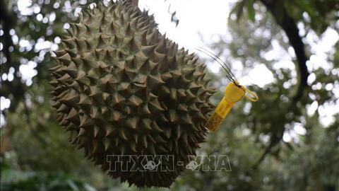Cấp giấy chứng nhận nhãn hiệu tập thể cho trái sầu riêng tươi Krông Pắc