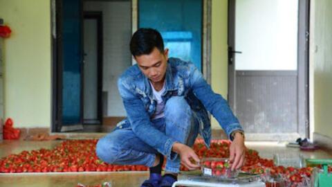 Điện Biên: Hiệu quả kinh tế từ các mô hình nông nghiệp công nghệ cao