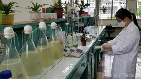 Protein từ phế phụ phẩm ngành giấy: Nguyên liệu tiềm năng cho sản xuất thức ăn chăn nuôi
