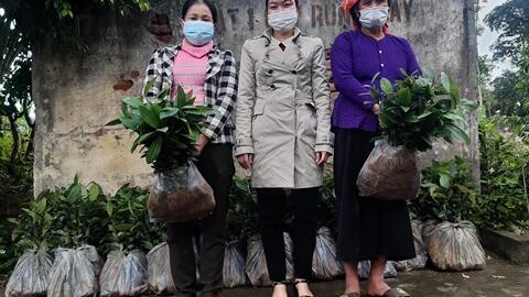 Hội LHPN xã Khánh Yên Trung hỗ trợ cây giống cho hộ nghèo