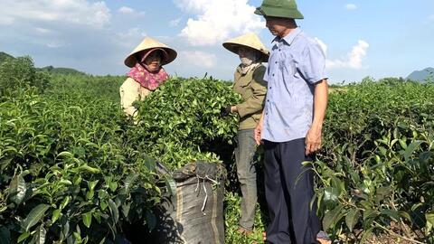Giá chè búp bật tăng, nông dân phấn khởi bám đồi