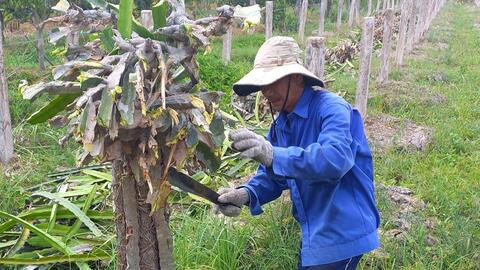 Châu Thành: Diện tích thanh long giảm nhanh
