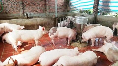 Giá heo hơi ngày 5/4: Thị trường miền Bắc đi ngang